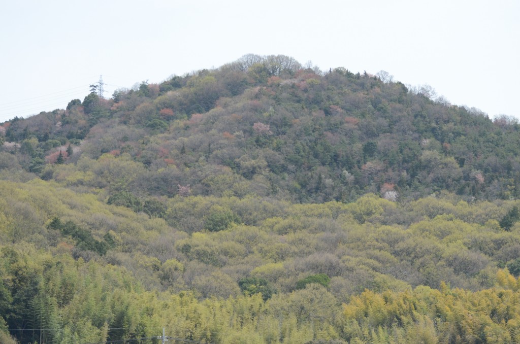 SHI_6194